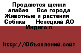 Продаются щенки алабая  - Все города Животные и растения » Собаки   . Ненецкий АО,Индига п.